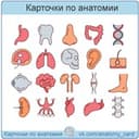 Карточки по анатомии