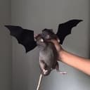 FatRat44