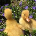 лунапик🐣