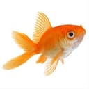 ♡ུ ׁ Fish House ׁ♡ུ ׁ