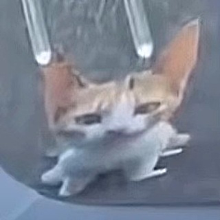 афоня мяукает