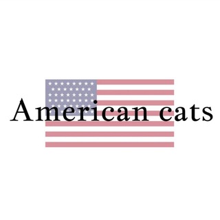 American cats🇺🇸
