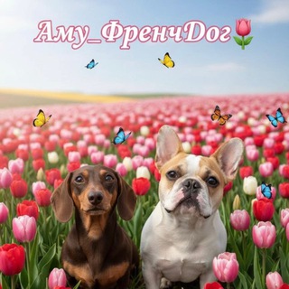 Аму_ФренчДог🌷