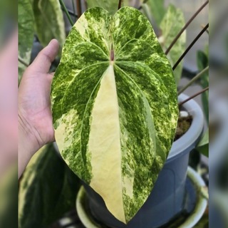 Антуриумы Тайланд🌿