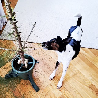 Собака архитектора🐕