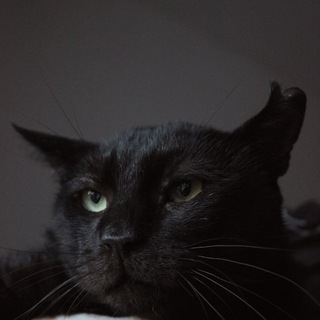 Котовасия