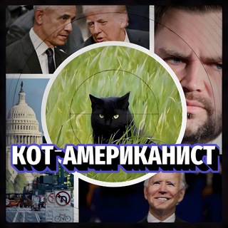 Кот-американист