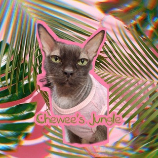 Chewee's Jungle🪴