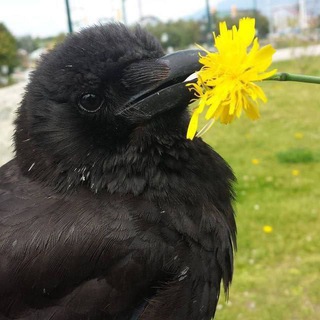 Corvids confessions!🐦‍⬛️🪶