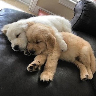 СОБАКИ CONFESSION🐶🐾