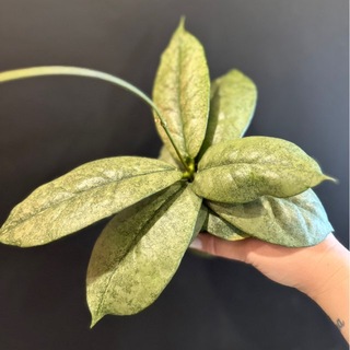 Dreams plants