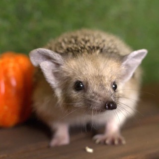 Ежеминутка | Казань🦔