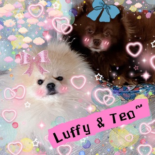 ~Days with Luffy & Teo~