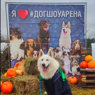 Мероприятия ЖУКоРАМА•ДОГШОУ арена