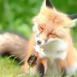 𝐹𝑜𝓍 𝓈𝒽𝑜𝓅🦊