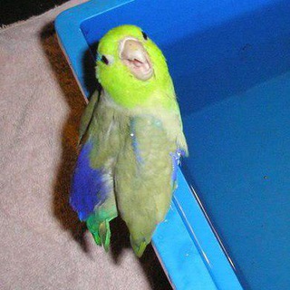 Погладь попугая🦜