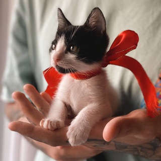 Paws in House | Грузия Животные🇬🇪
