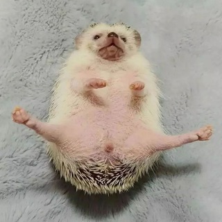 ёжики🦔