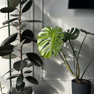 House of plants🪴Дом растений