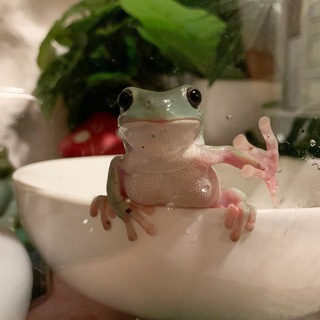 лягушки и жабы🐸