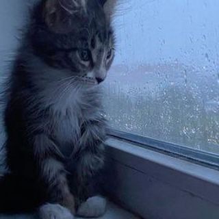 Кошачье счастье