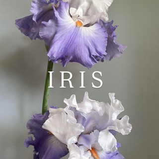 IRIS - это не просто цветы🪻