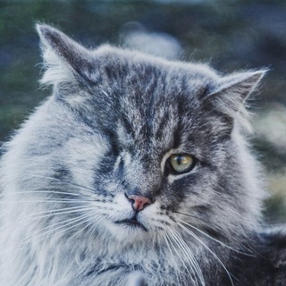 Ведьмин Кошкин Дом
