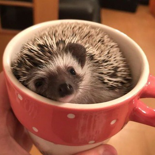 Йожег Ожегова🦔