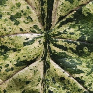 Jungle Veins|Вены Джунглей🌿