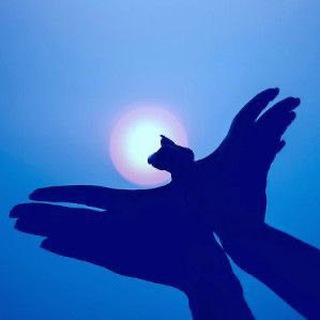 kiwi arXiv 11:11