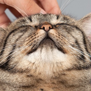 🐈Котики🐈‍⬛