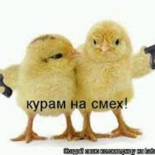 Курам на смех
