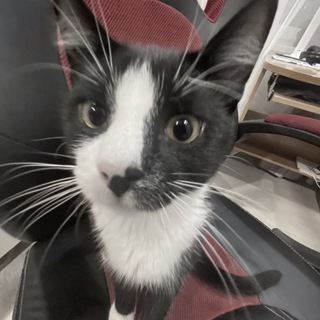 Linaa