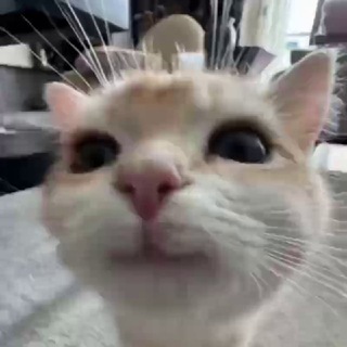 домик мики