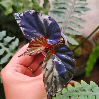 Растюшки🌿Излишки