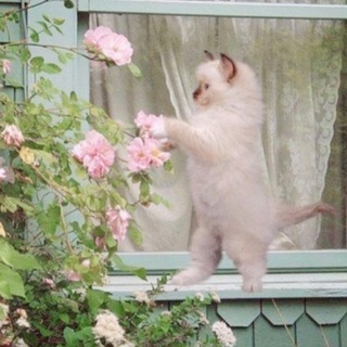 намастекс