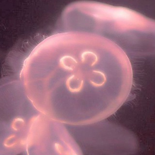meduziy pashtet