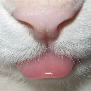 р