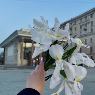 Moscovita