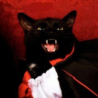 Mr.Rex🐈‍⬛