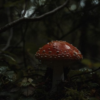∆🍄‍🟫🤎Грибы сетка][Mushrooms net🤎🍄‍🟫∆