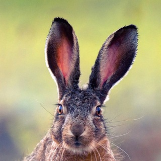 Дикая природа Крыма. My-Mriya.🐇