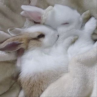 naokisyela🐇