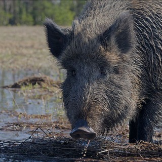 Вепревы Дети🐗🐗🐗