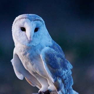 ϲσɞμϰɩε ϲɞσɠӄμ 𓆲
