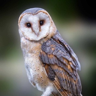 СОВЫ🦉