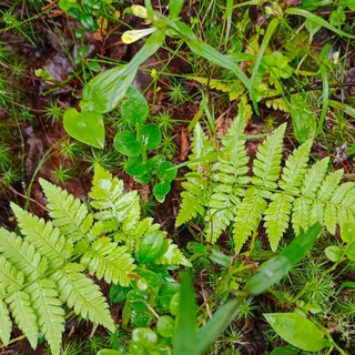 Oh my planta!🌿💚🪴KЗH комнатные растения
