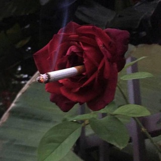 cursed images🥀