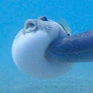 sakana🐟