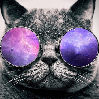 safe space cats